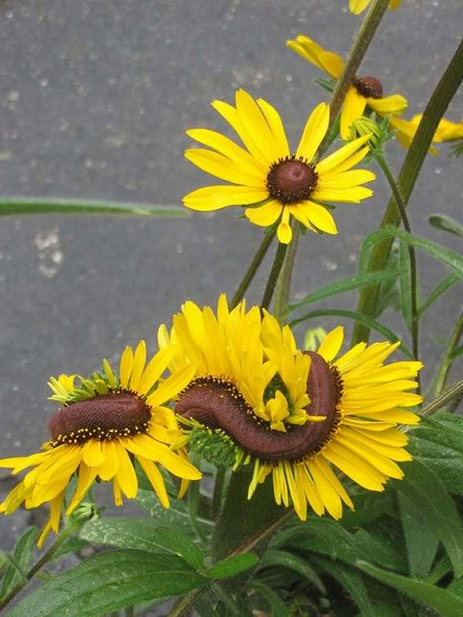 Plants That Are Totally Confused 04