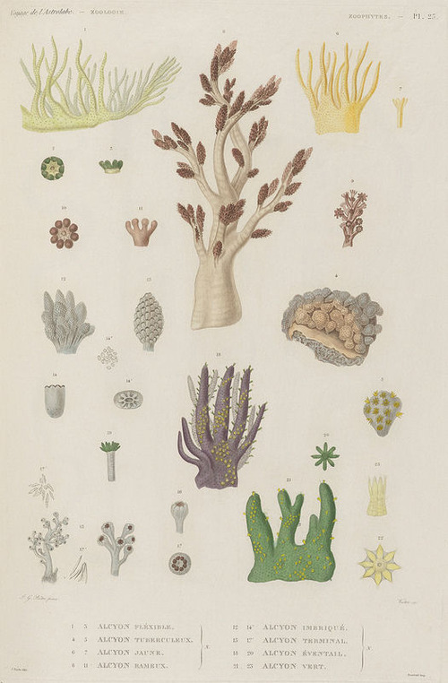 The Astrolabe Molluscs 26