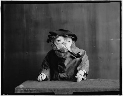 bulldog3