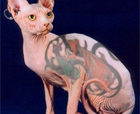 Tattooed-animals-02