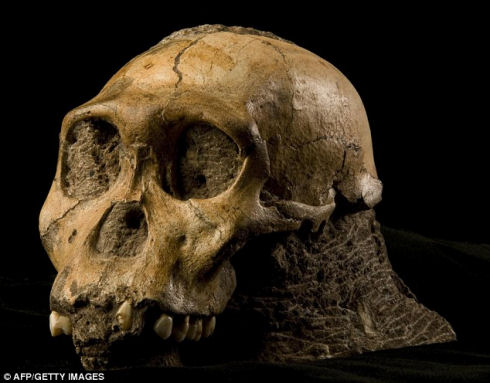 Australopithecus sediba 04