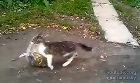 Cat Goes Shopping For Its Owner