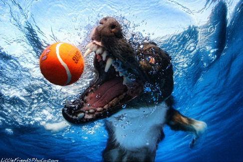 underwater_dogs_17