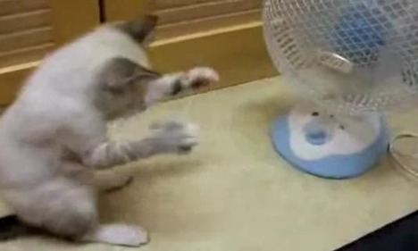 Kitteh Vs Fan