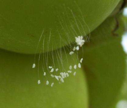 優曇華 うどんげ の花が咲いたそうです 付録部 Blog Bu