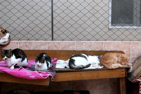 Animals Welfare in Egypt 21