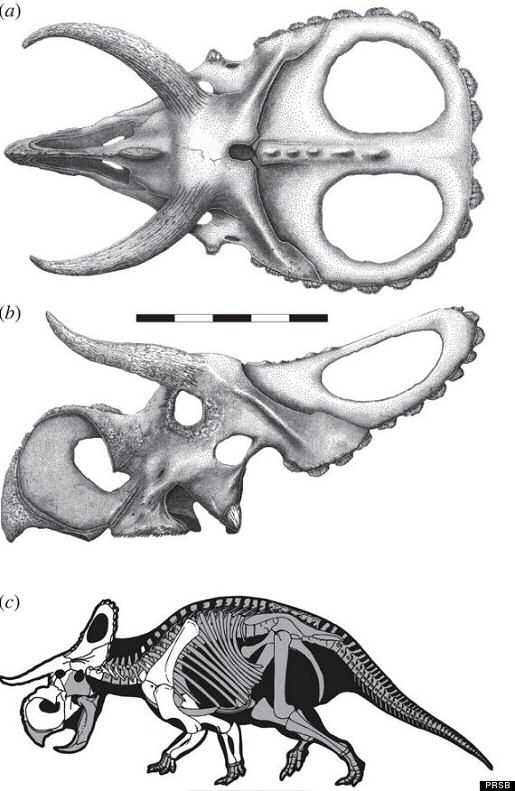 o-DINOSAUR-570