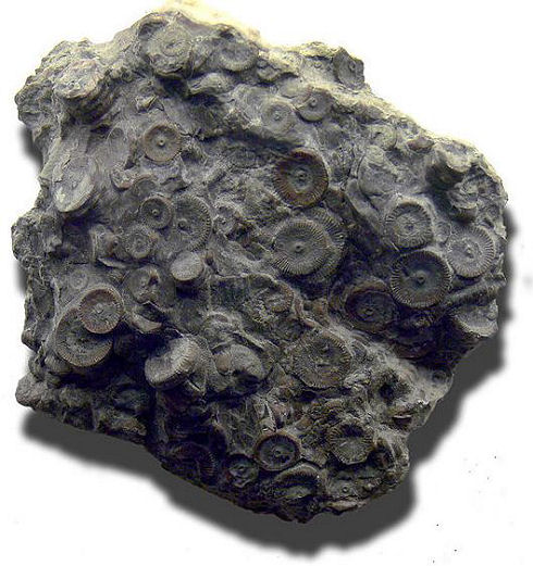 600px-FossileLaudonomphalus_regularis