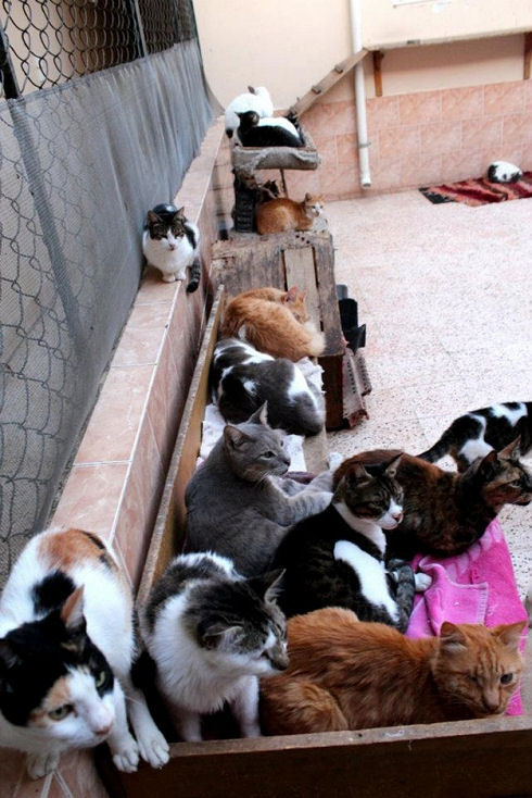 Animals Welfare in Egypt 19