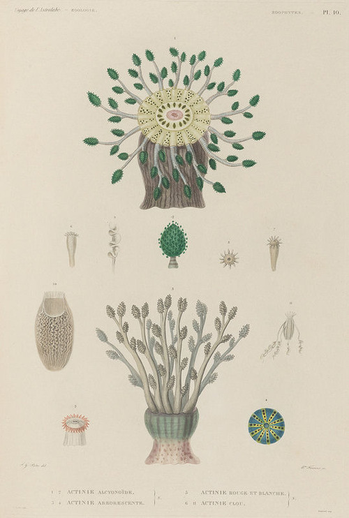 The Astrolabe Molluscs 23