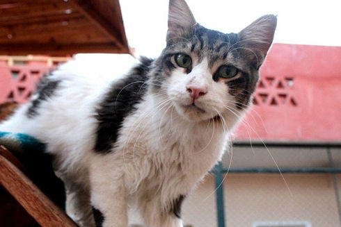 Animals Welfare in Egypt 14