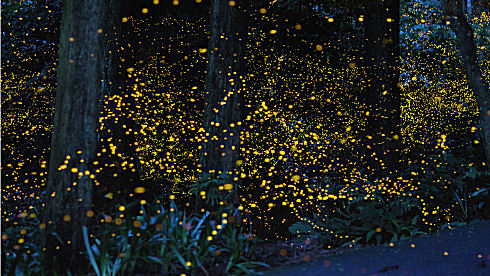 Gold Fireflies in Japan 08