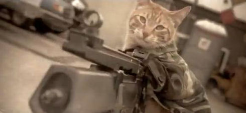 Medal of Honor Cat