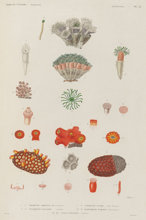 The Astrolabe Molluscs 25