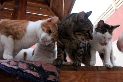 Animals Welfare in Egypt 08