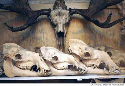 Bone Collecto 07