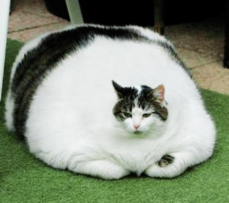 fatzilla