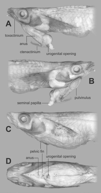 Phallostethus cuulong 2