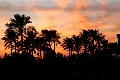 Animals Welfare in Egypt 07