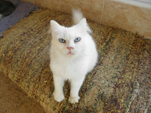 Animals Welfare in Egypt 03