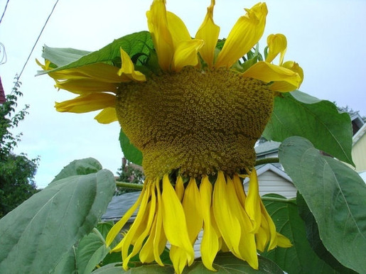 Plants That Are Totally Confused 08