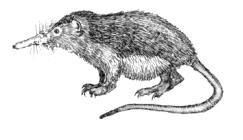 Solenodon