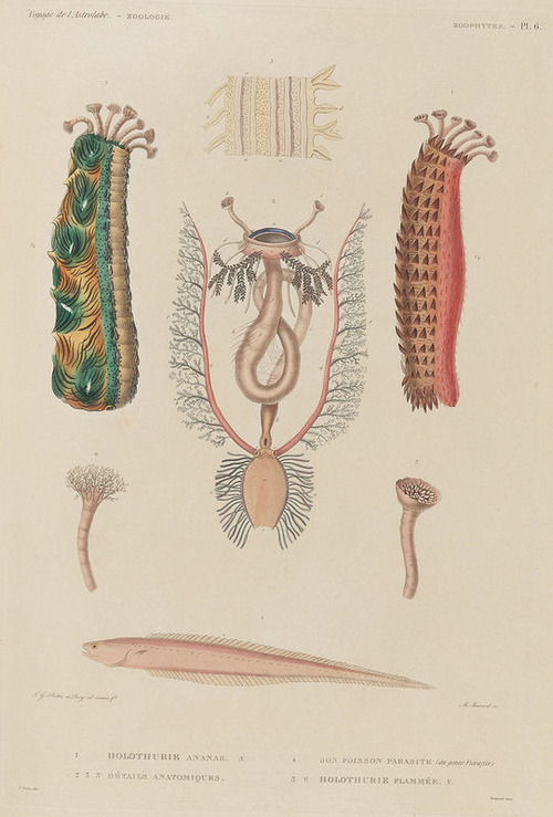 The Astrolabe Molluscs 20
