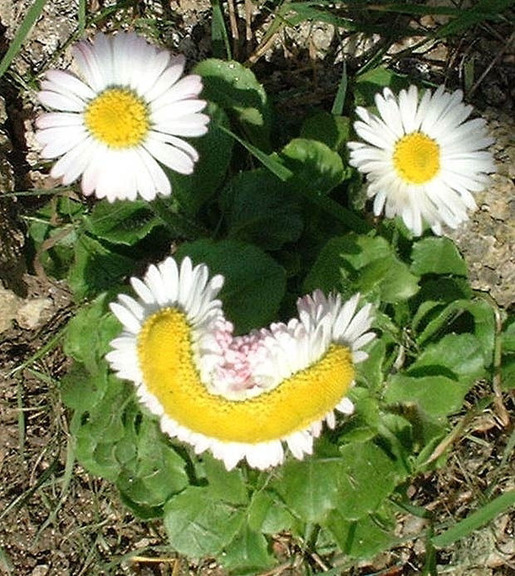 Plants That Are Totally Confused 21