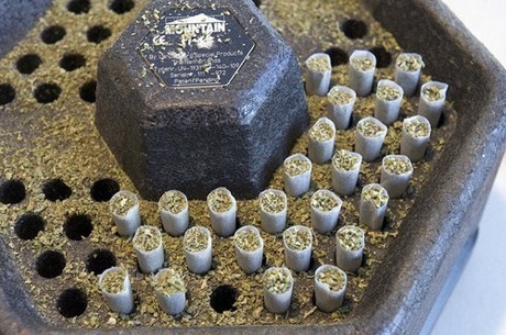Production-of-marijuana-cigarettes-007