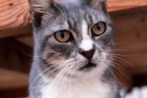 Animals Welfare in Egypt 13