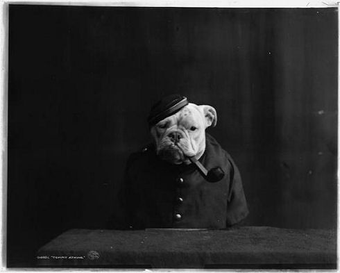 bulldog4