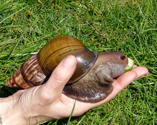 生物 びっくり 世界最大の巨大かたつむり アフリカマイマイ の凄すぎる生態 付録部 Blog Bu