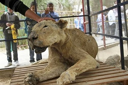 gaza-zoo-animals