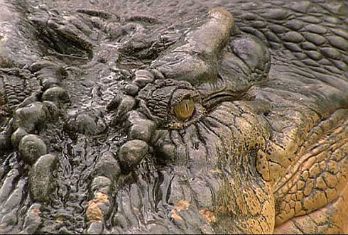 lolong_1