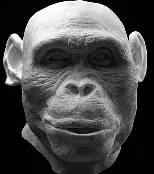 Plesianthropus transvaalensis