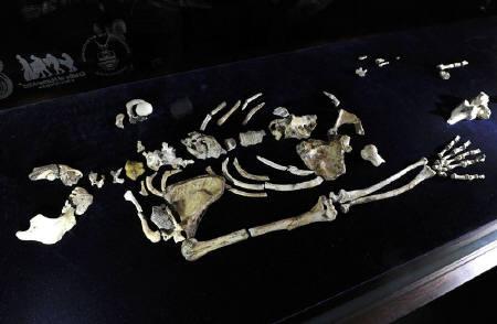 Australopithecus sediba