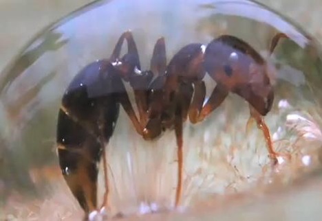 Ants mimic liquids