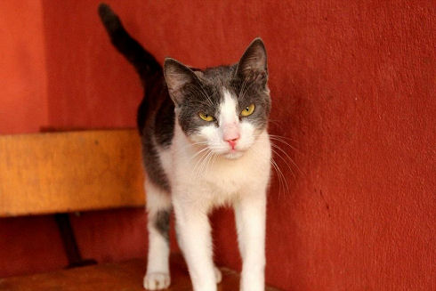 Animals Welfare in Egypt 04