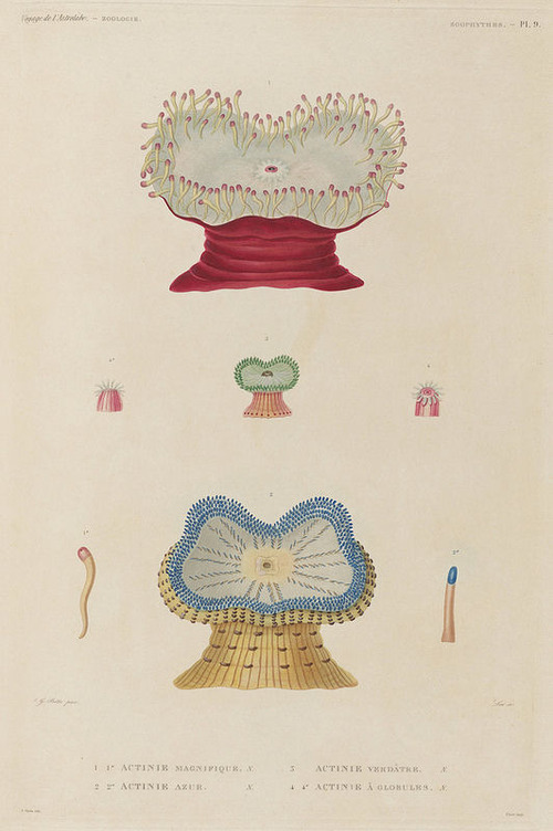 The Astrolabe Molluscs 22