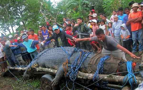lolong3