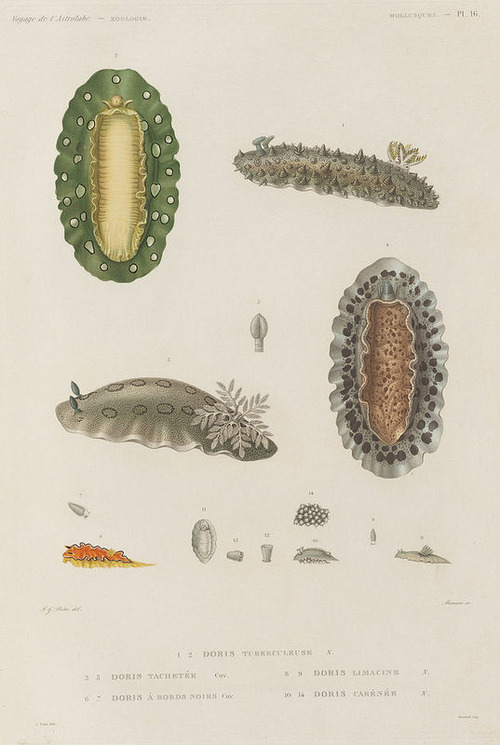 The Astrolabe Molluscs 08