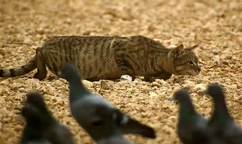 A feral cat hunts birds