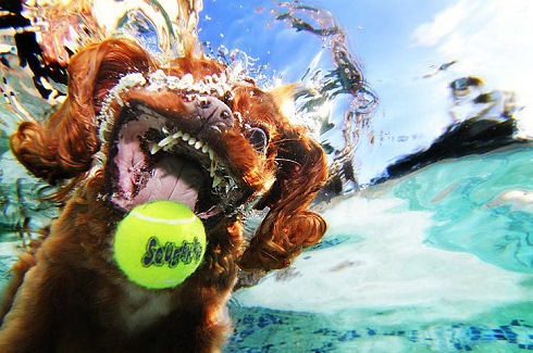 underwater_dogs_04