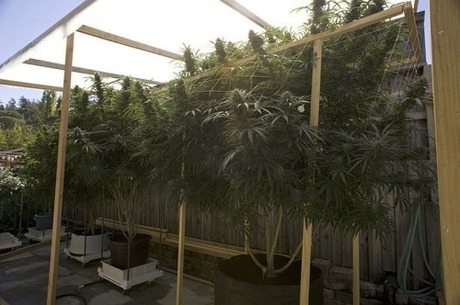 Production-of-marijuana-cigarettes-002