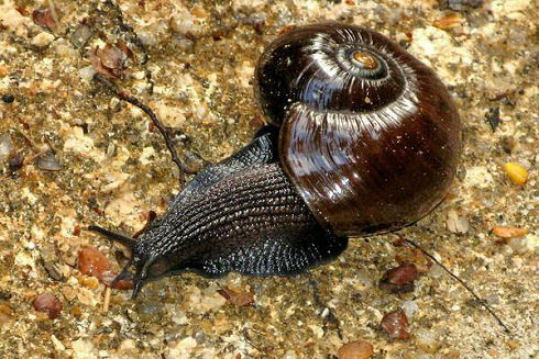 Powelliphanta hochstetteri