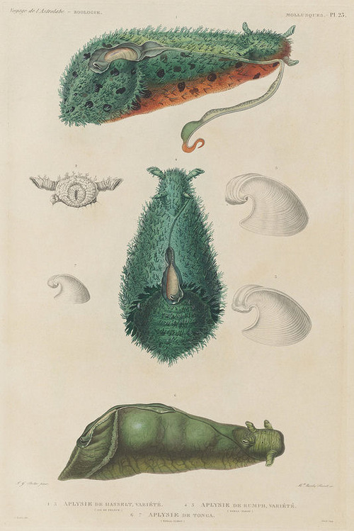 The Astrolabe Molluscs 09