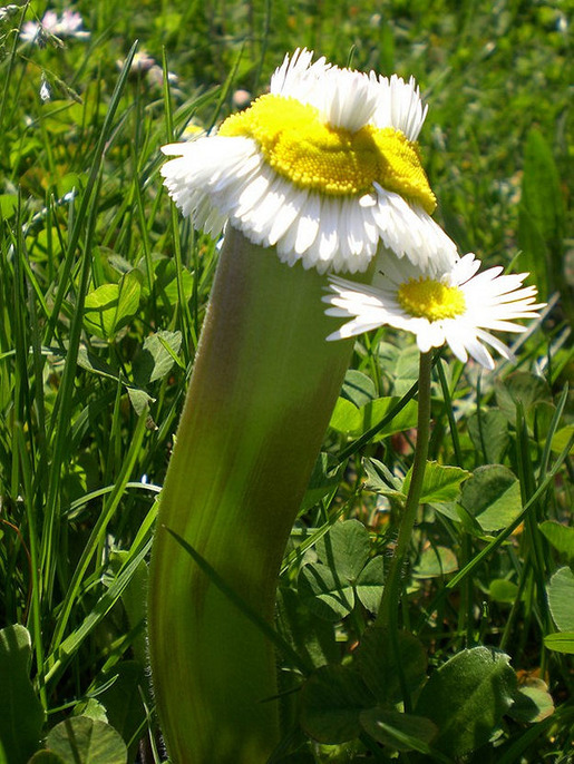 Plants That Are Totally Confused 07