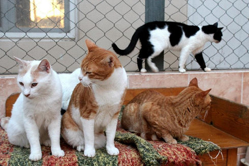 Animals Welfare in Egypt 25