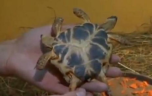 Two Headed Tortoise with Six Legs