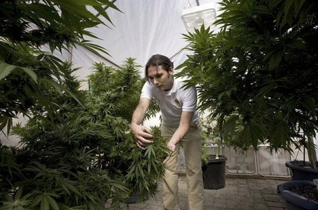 Production-of-marijuana-cigarettes-001